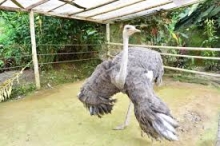 Imagen Parque Real de Aves Exóticas